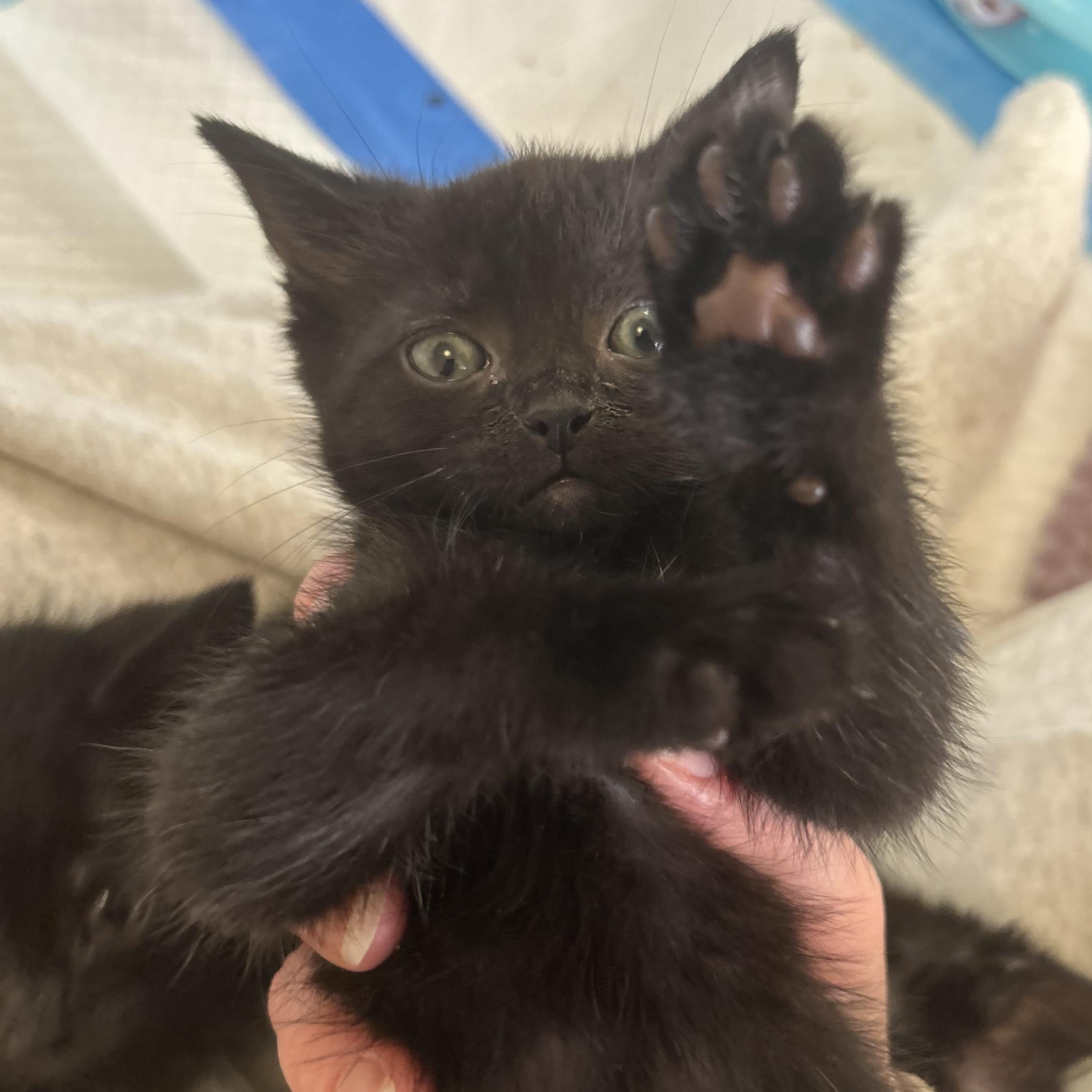 Enlarge Reykjanes, a Adoptable Domestic Short Hair in Alexandria, VA image 2/6