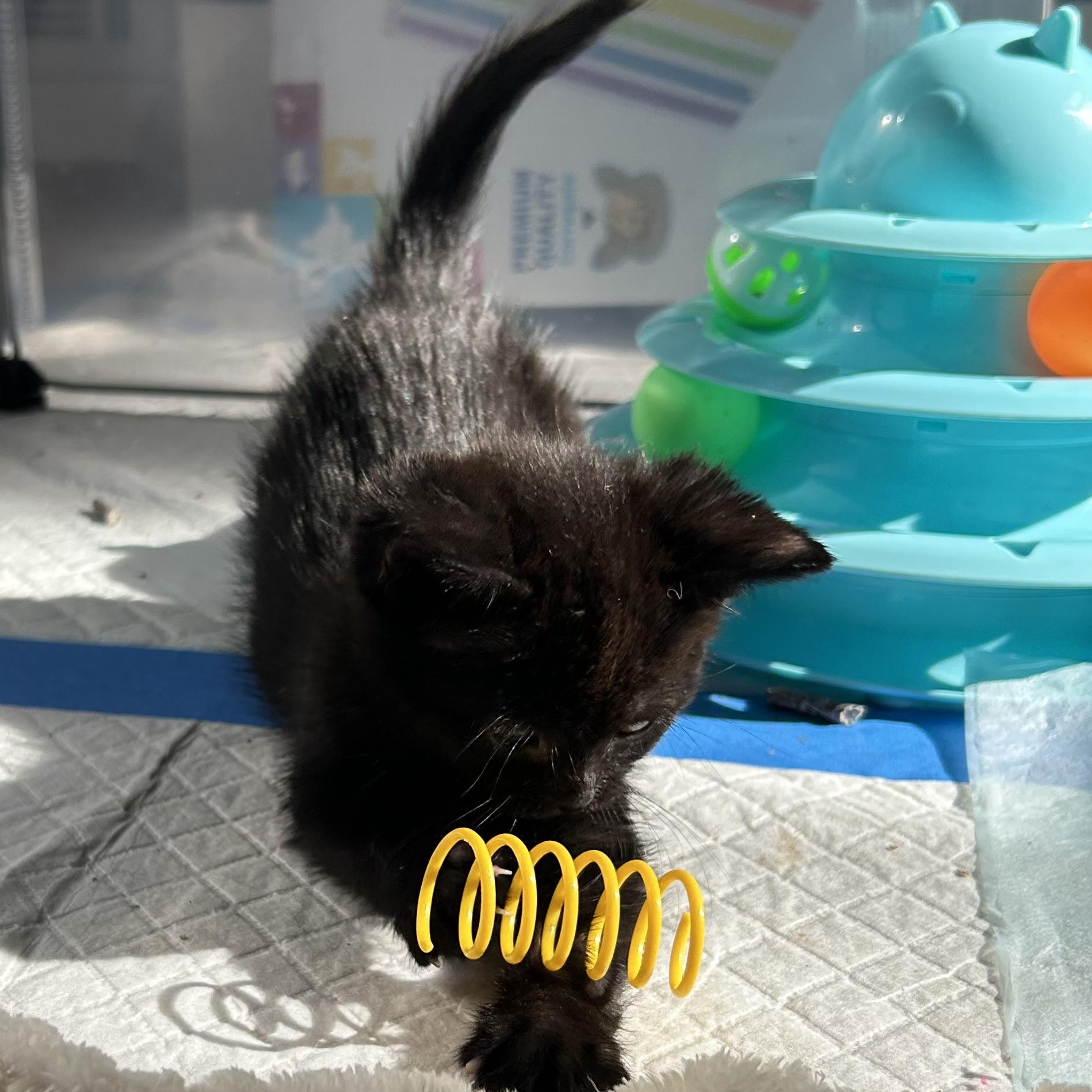 Enlarge Reykjanes, a Adoptable Domestic Short Hair in Alexandria, VA image 6/6