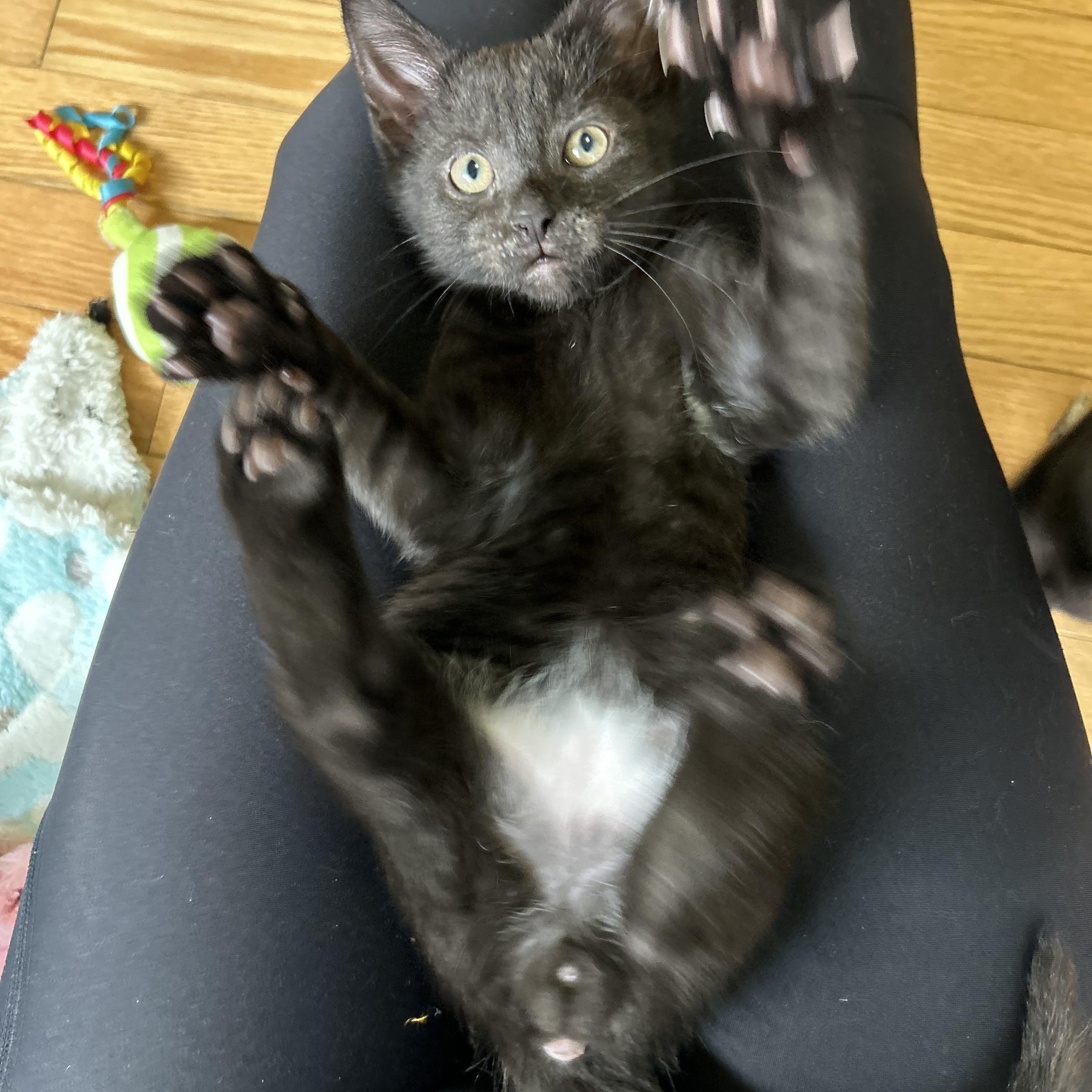 Enlarge Reykjanes, a Adoptable Domestic Short Hair in Alexandria, VA image 4/6