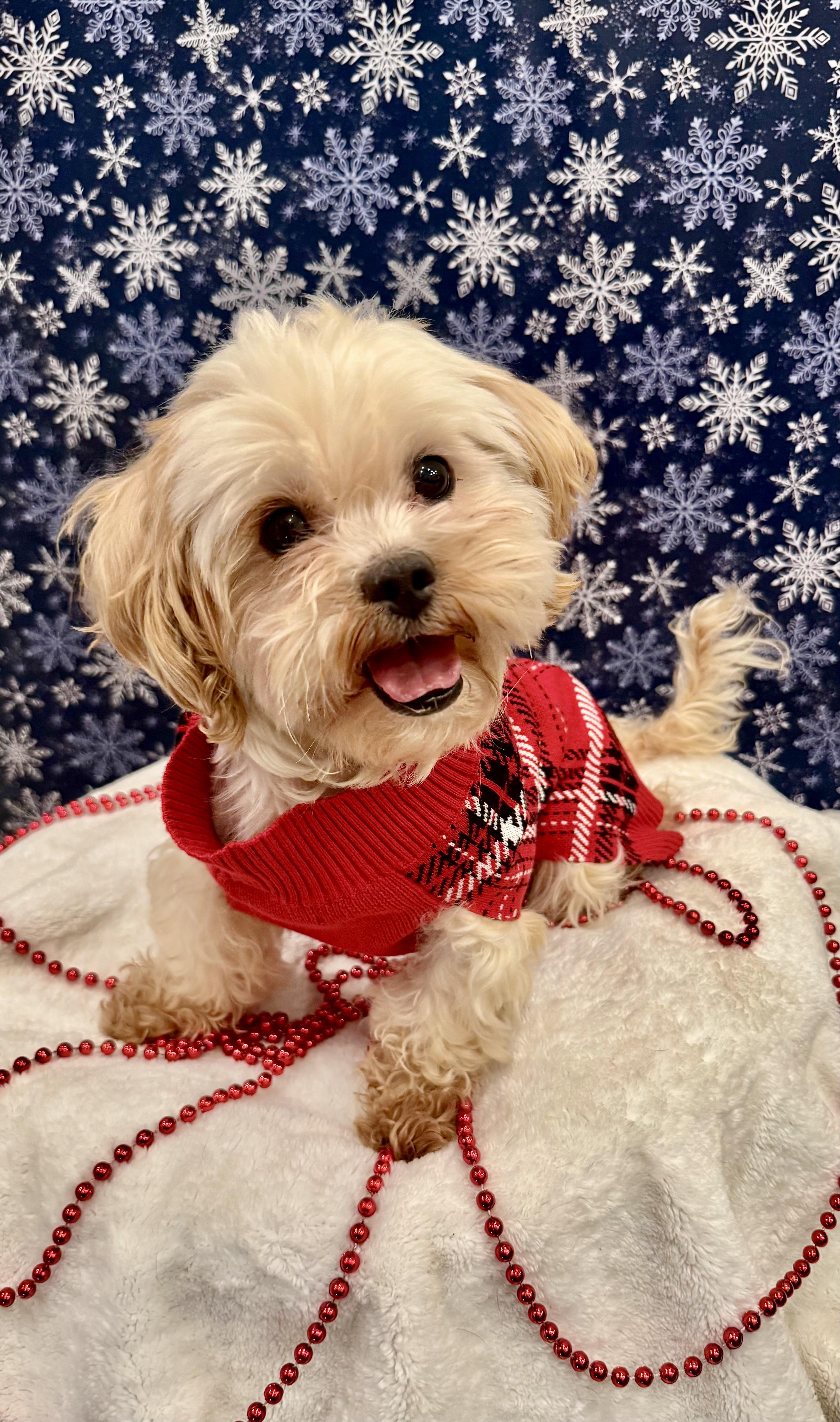 Austin, Adoptable, Adult Male Maltese.