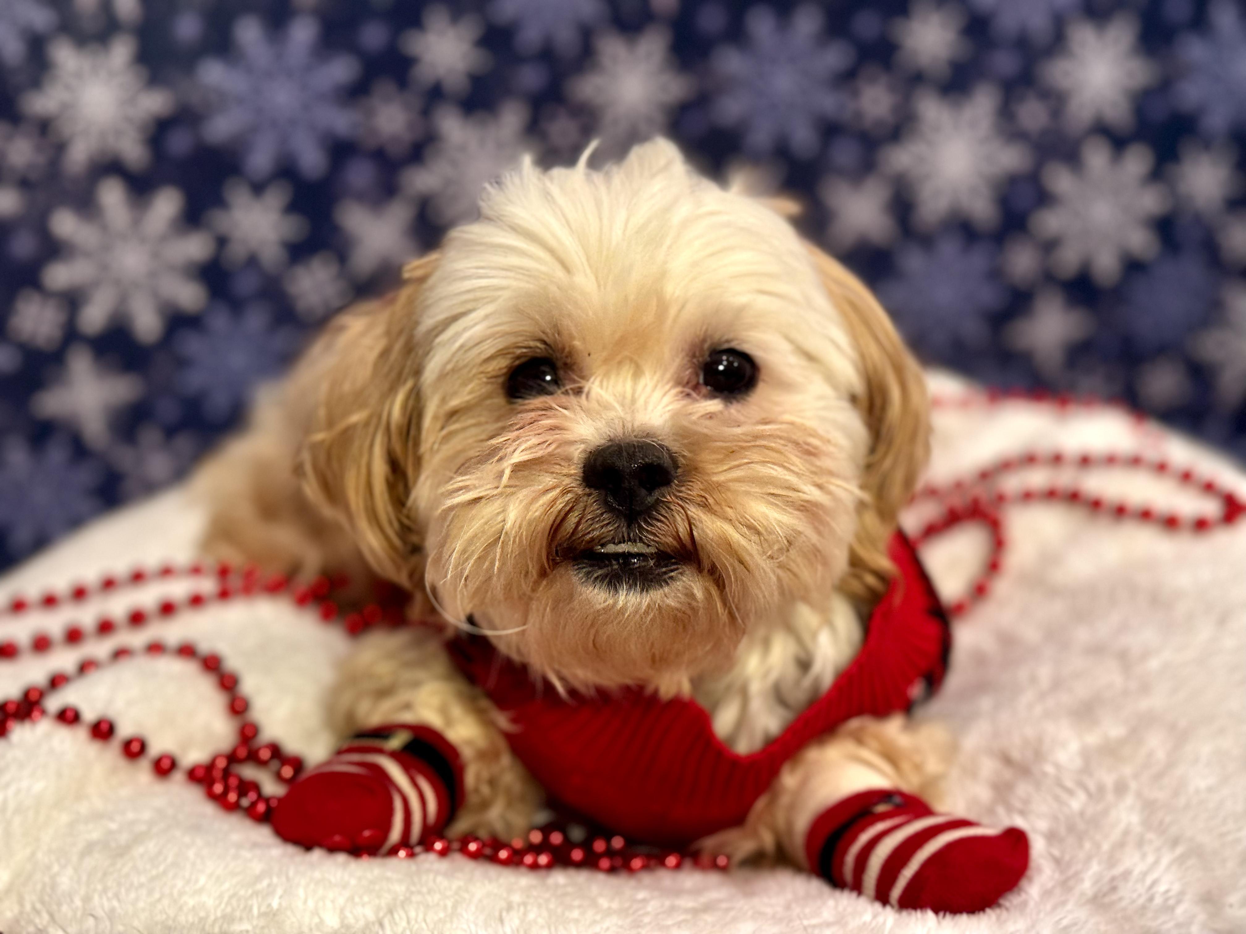 Austin, a Adoptable mixed breed in Atlanta, GA image 2/5