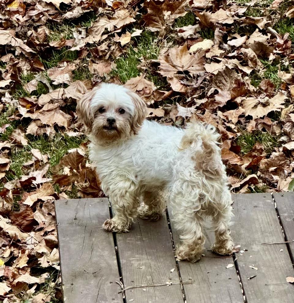 Austin, a Adoptable mixed breed in Atlanta, GA image 3/5