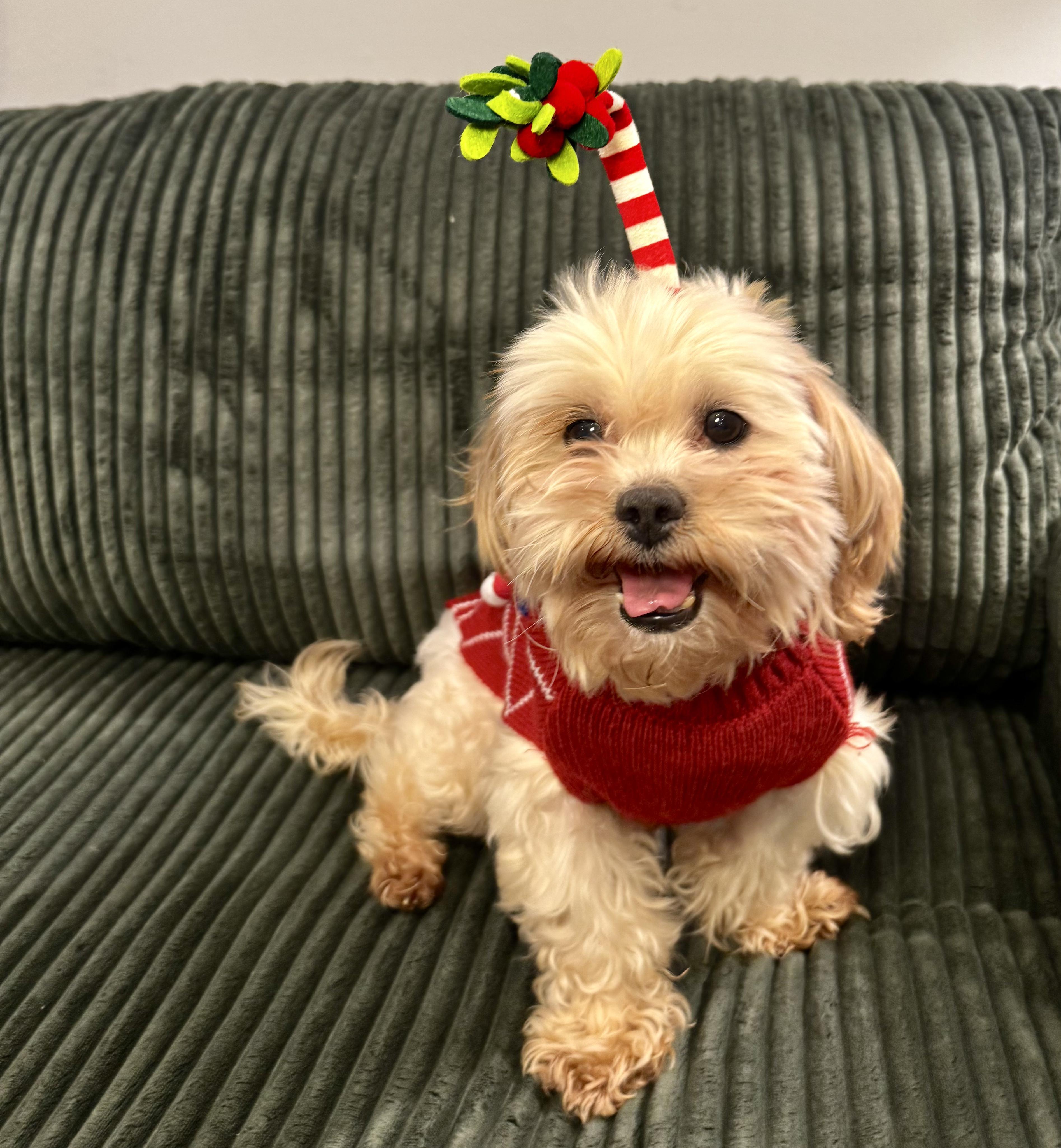 Austin, a Adoptable mixed breed in Atlanta, GA image 4/5