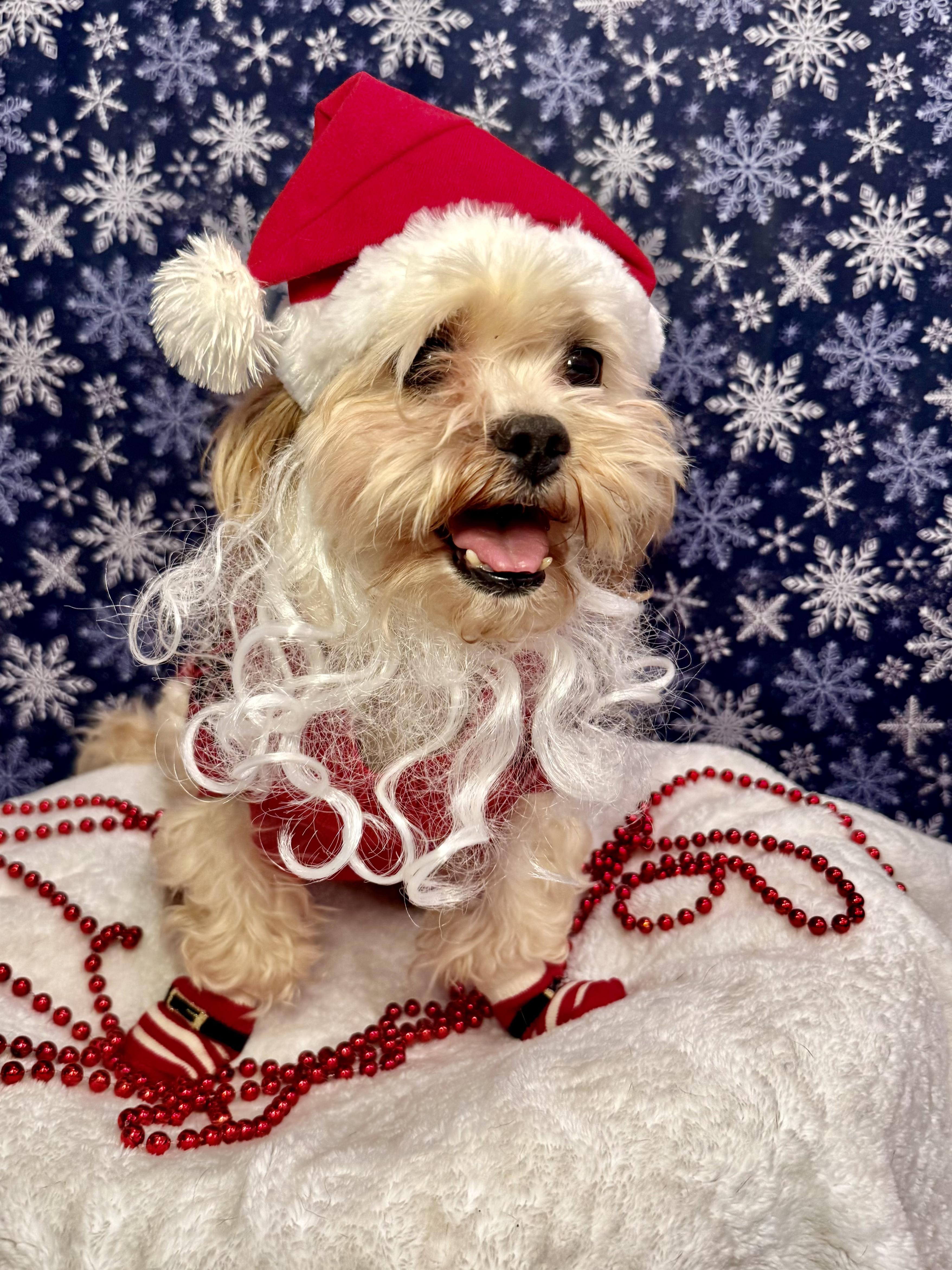 Austin, a Adoptable mixed breed in Atlanta, GA image 5/5