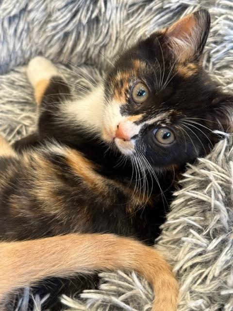 Truffles, Adoptable, Kitten Female Calico.