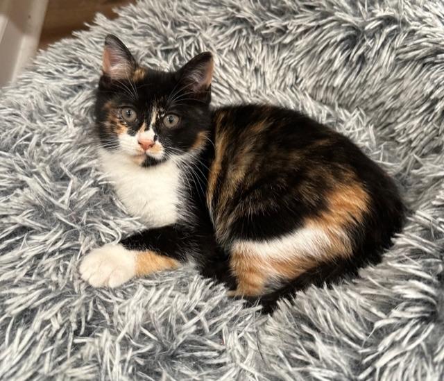 Truffles, a Adoptable Calico in Lawrenceville, GA image 2/2