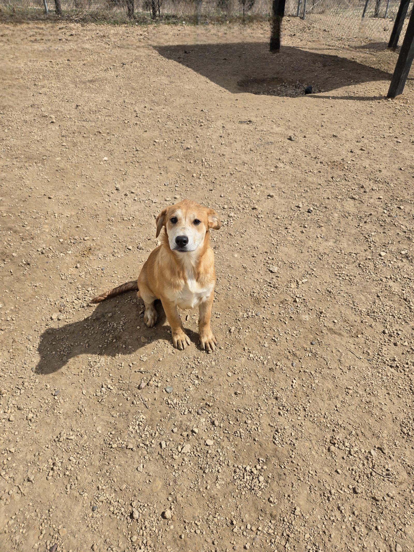 Jackie, Adoptable, Young Female Labrador Retriever.