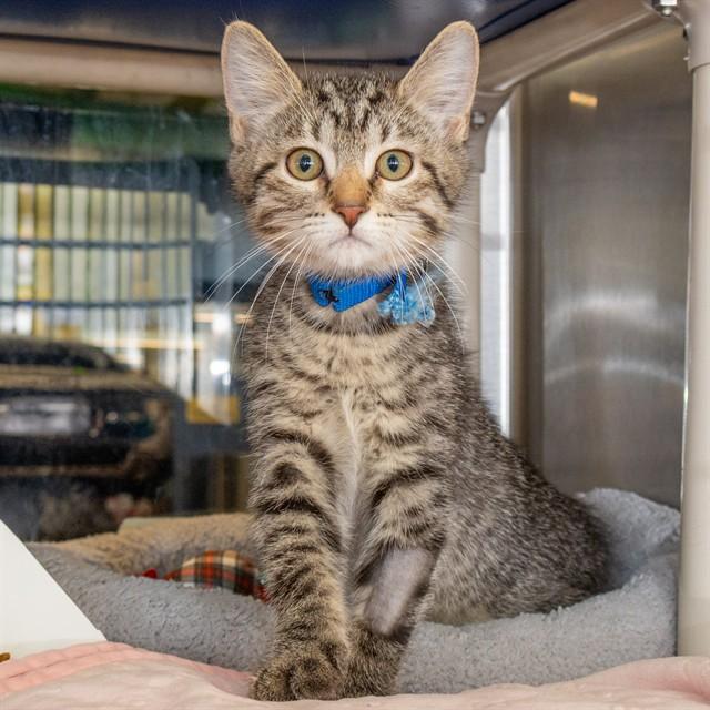 PATRICK, Adoptable, Kitten Male Domestic Short Hair.