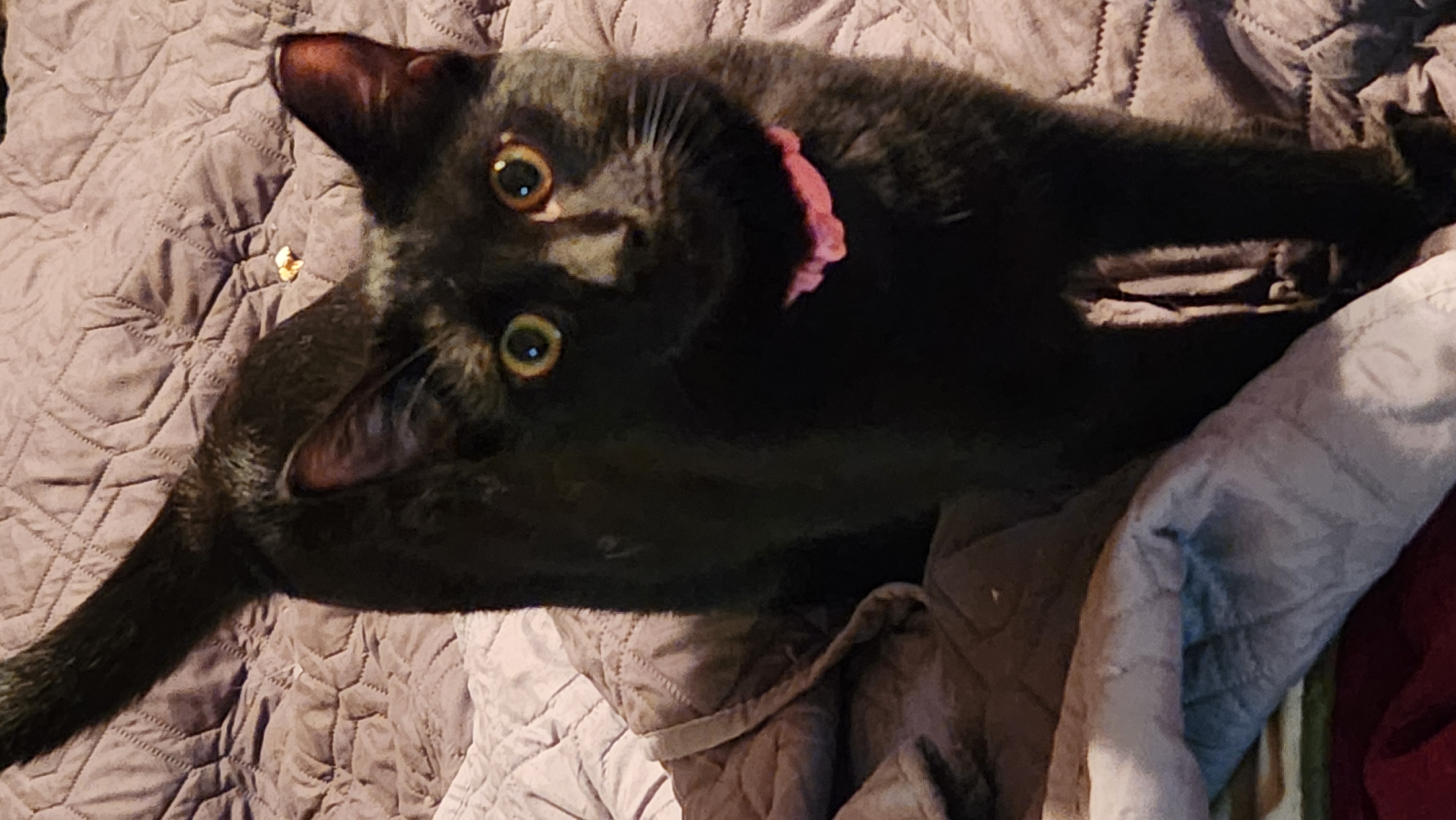 Enlarge Amelia, a Adoptable Domestic Short Hair in Columbia, SC image 1/1