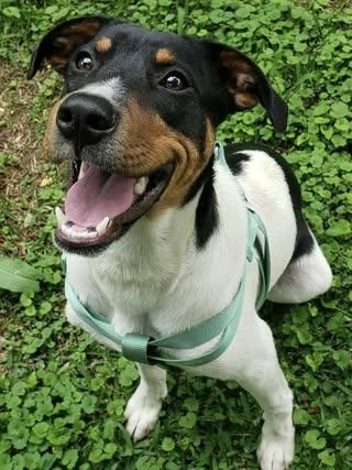 Kermit, a Adoptable mixed breed in Calera, AL image 1/6