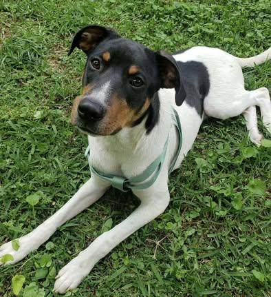 Kermit, a Adoptable mixed breed in Calera, AL image 5/6
