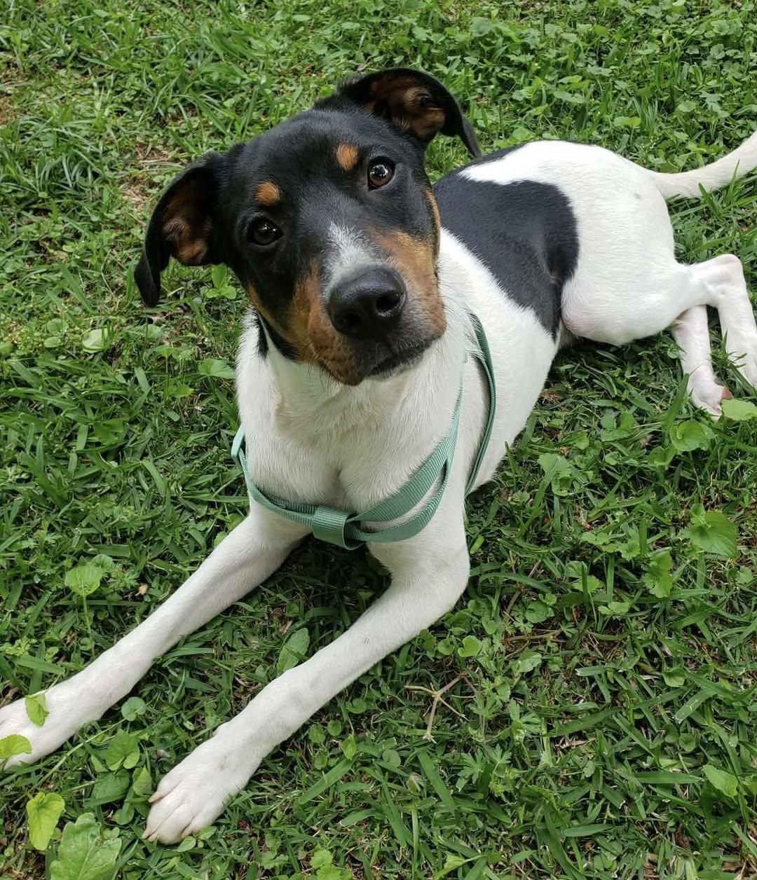 Kermit, a Adoptable mixed breed in Calera, AL image 2/6
