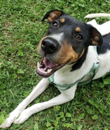 Kermit, a Adoptable mixed breed in Calera, AL image 4/6