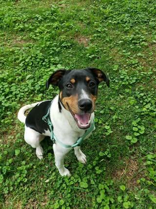 Kermit, a Adoptable mixed breed in Calera, AL image 3/6