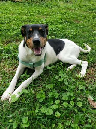 Kermit, a Adoptable mixed breed in Calera, AL image 6/6