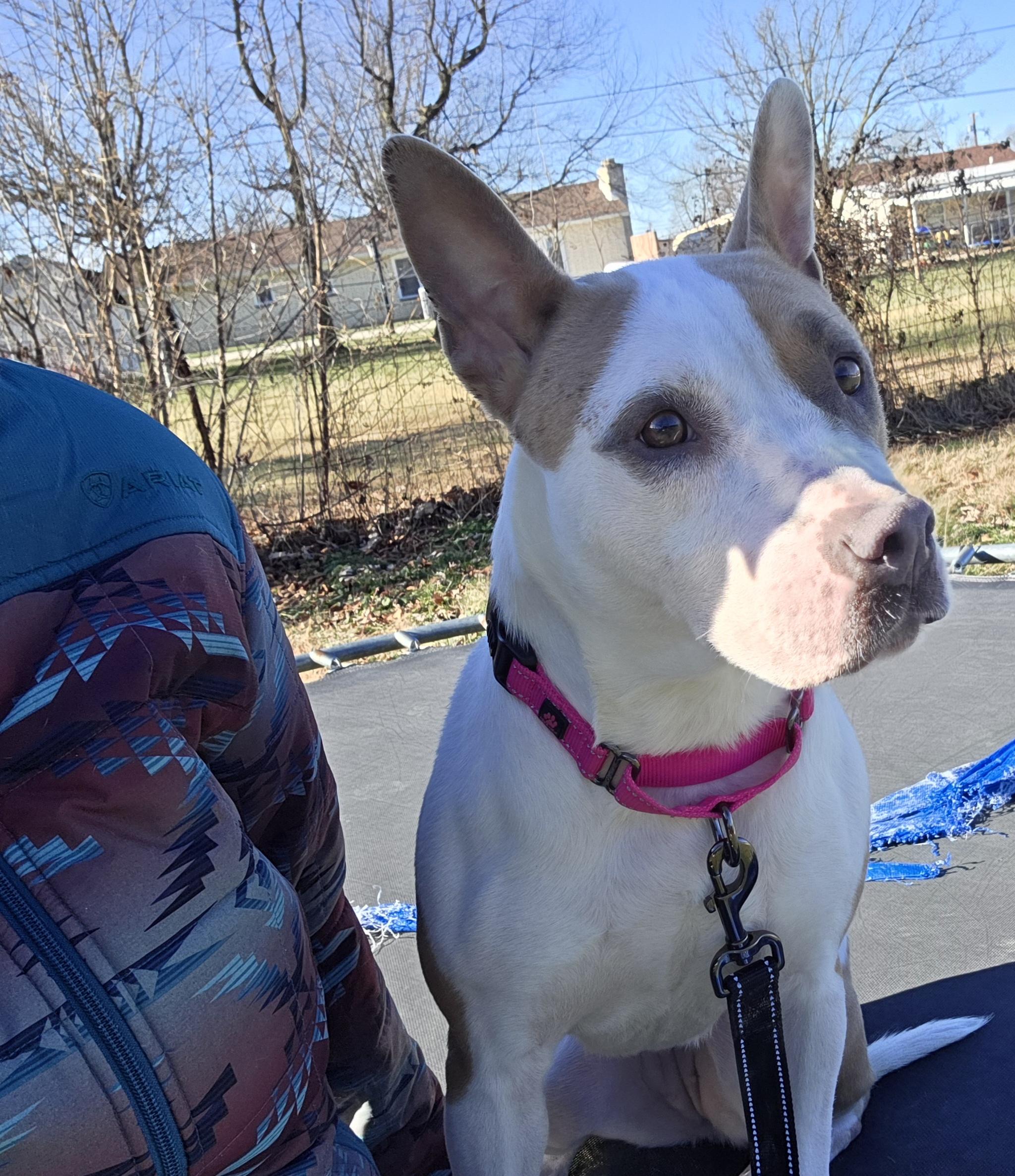 Enlarge Carmyn , a ADOPTABLE Pit Bull Terrier in Camden, OH image 4/5