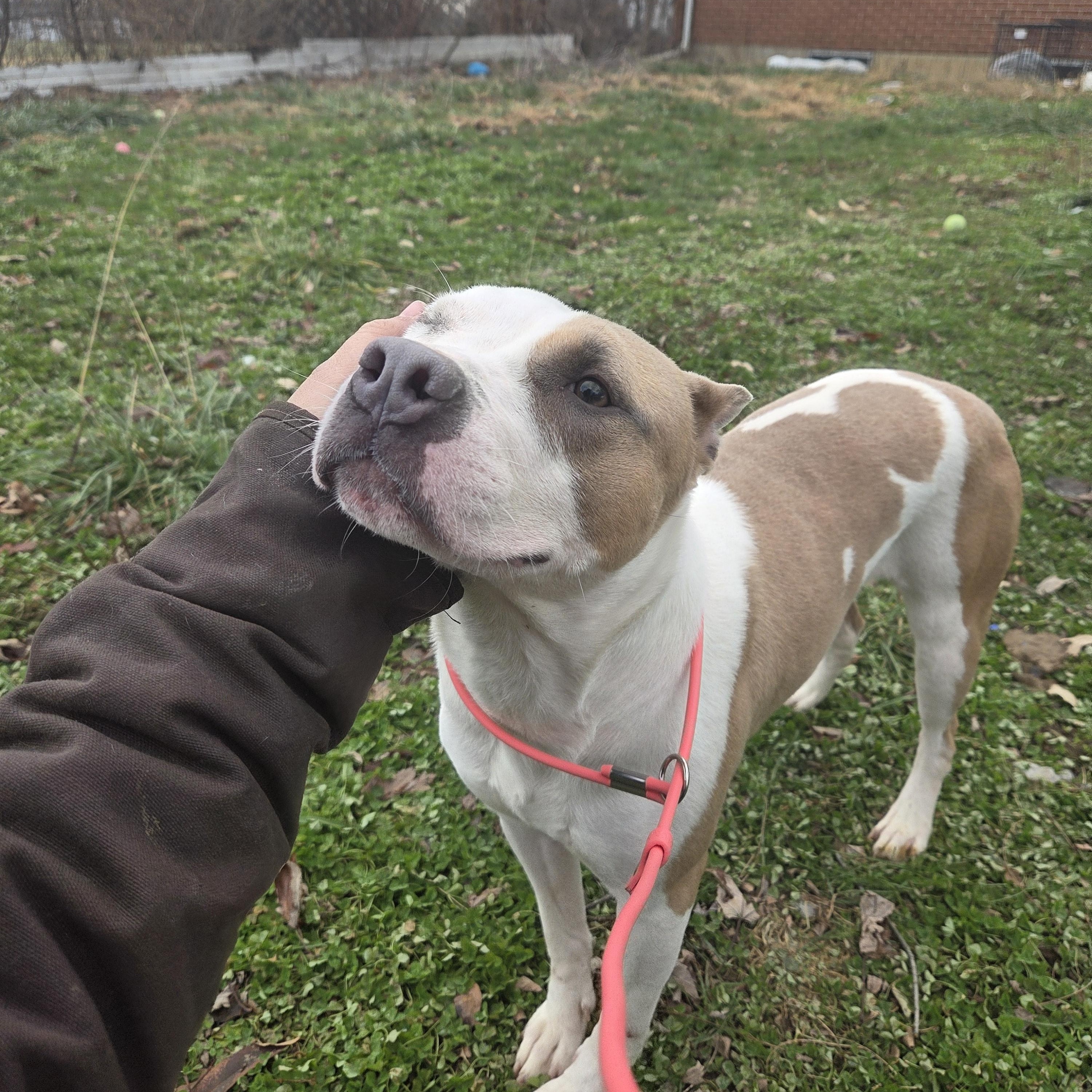 Enlarge Carmyn , a ADOPTABLE Pit Bull Terrier in Camden, OH image 5/5
