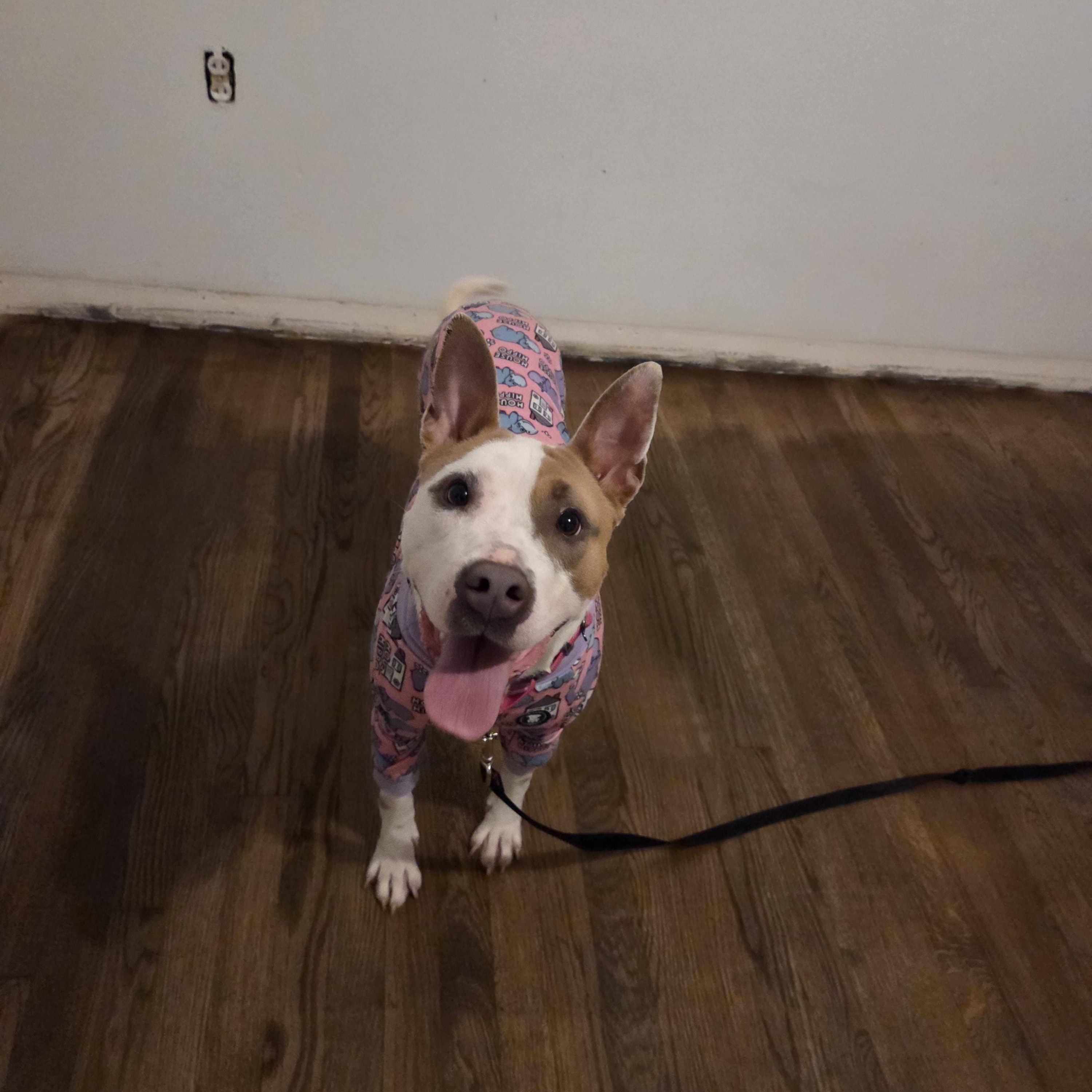 Carmyn , ADOPTABLE, Adult Female Pit Bull Terrier.