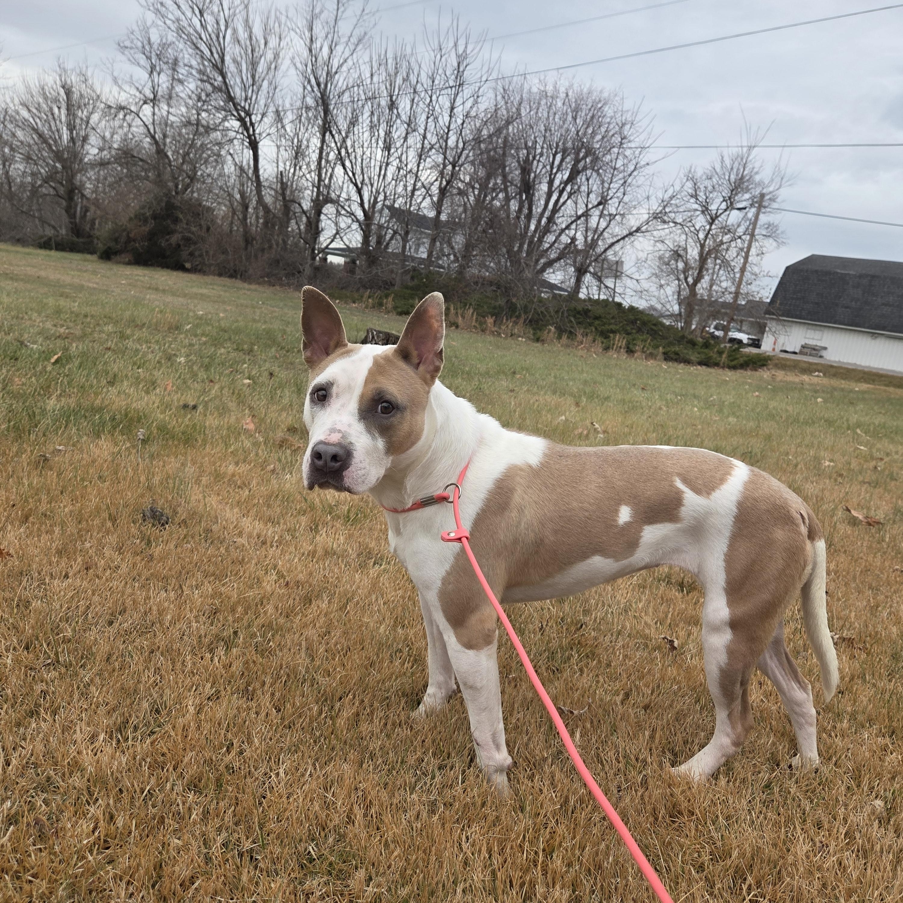 Enlarge Carmyn , a ADOPTABLE Pit Bull Terrier in Camden, OH image 2/5