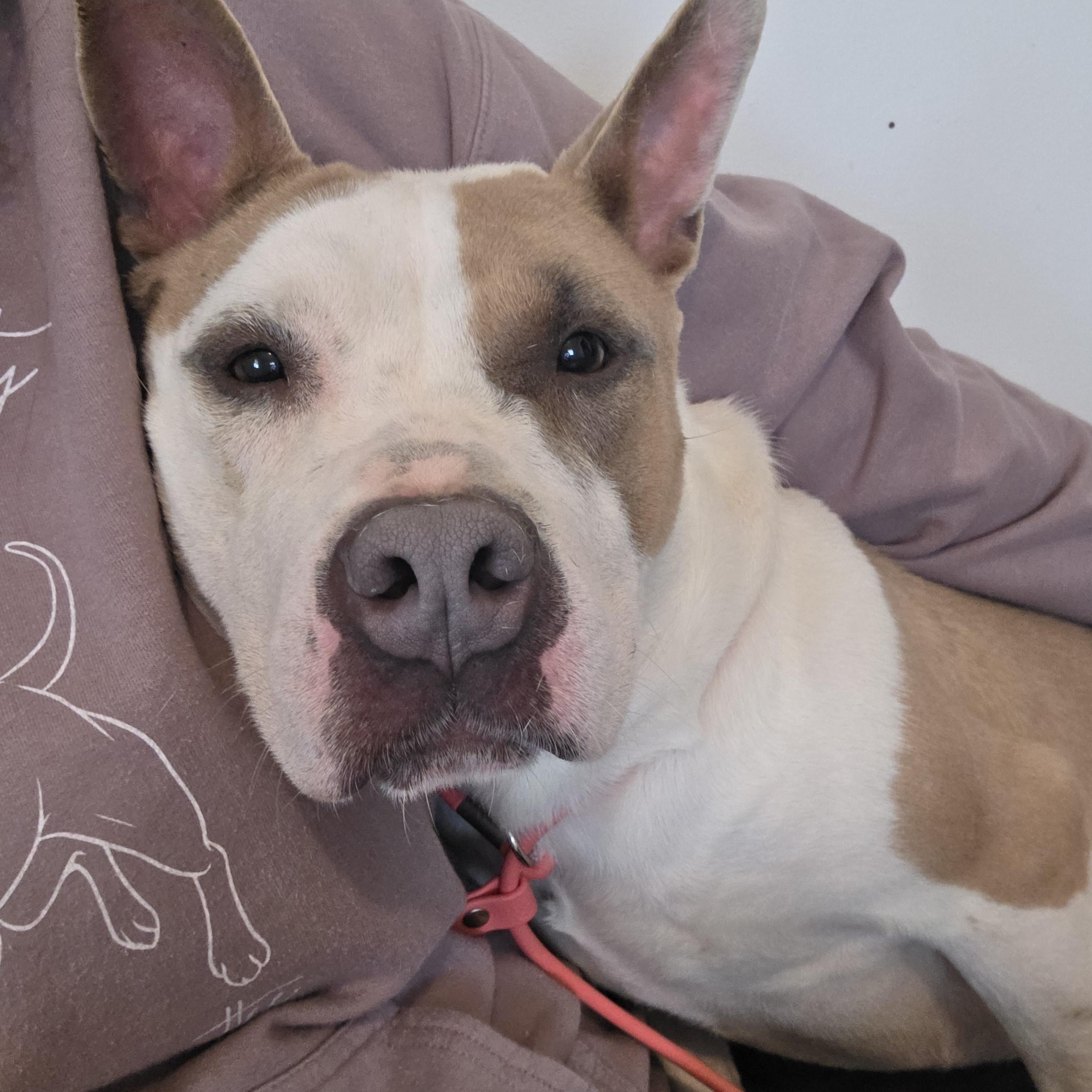 Enlarge Carmyn , a ADOPTABLE Pit Bull Terrier in Camden, OH image 3/5