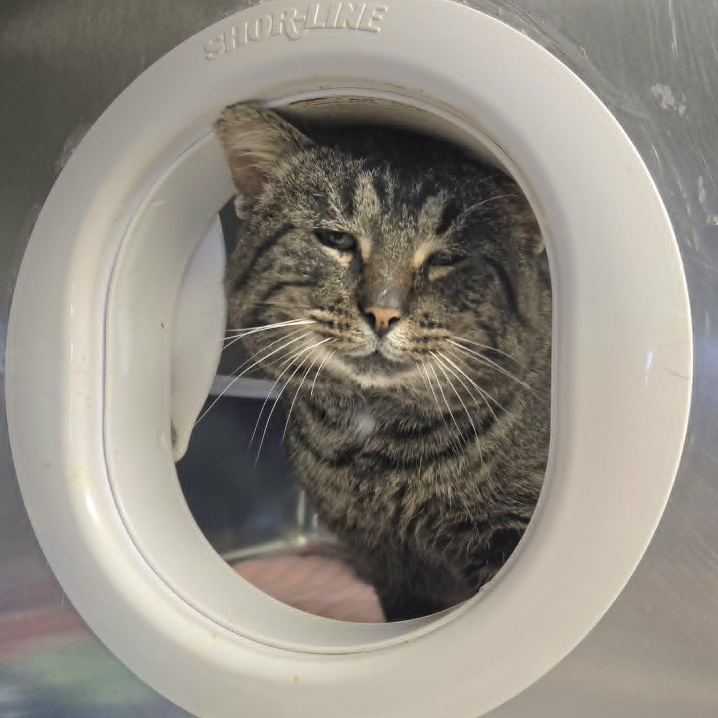 Tedward, an adoptable Domestic Short Hair in Watertown, WI image 4/4