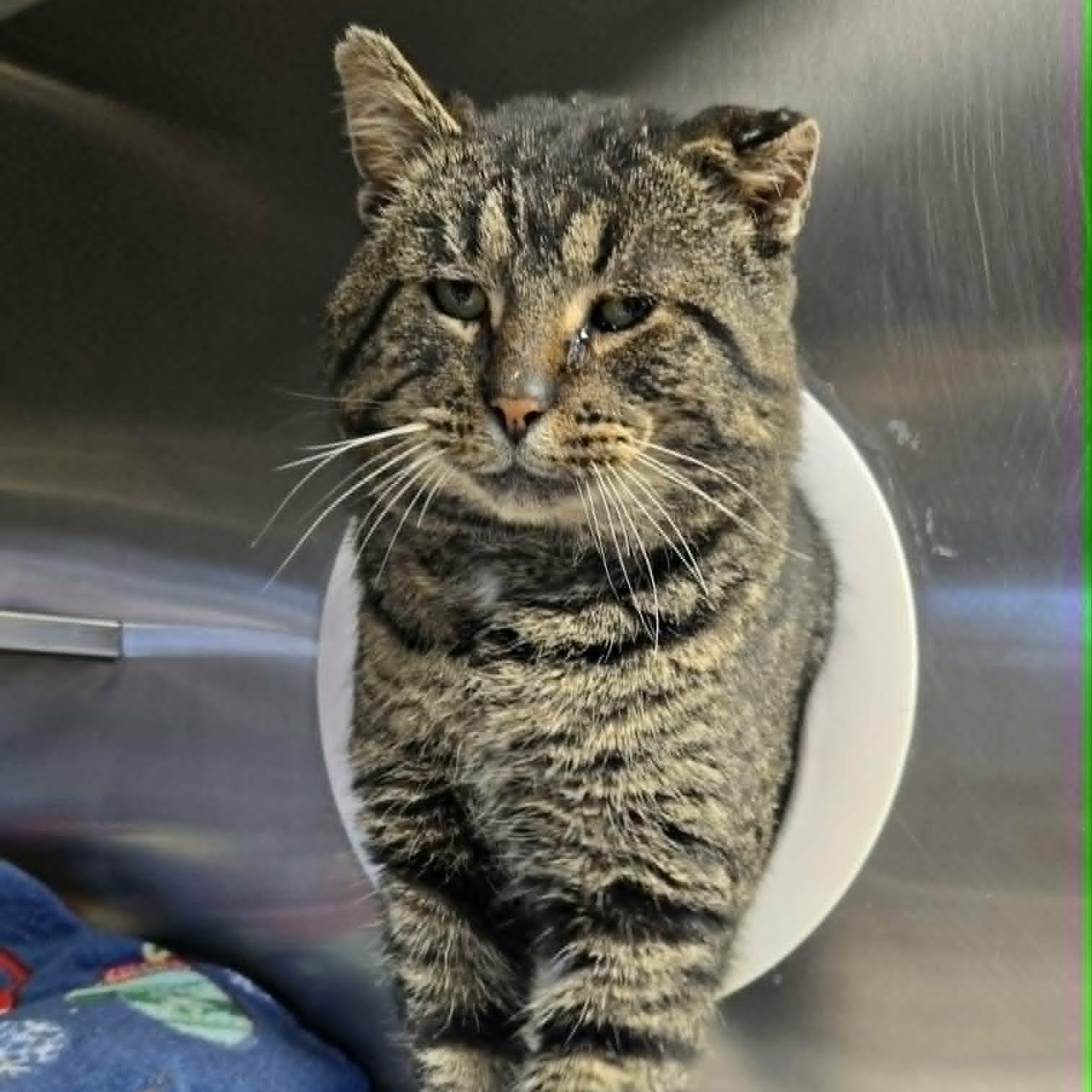 Tedward, an adoptable Domestic Short Hair in Watertown, WI image 3/4