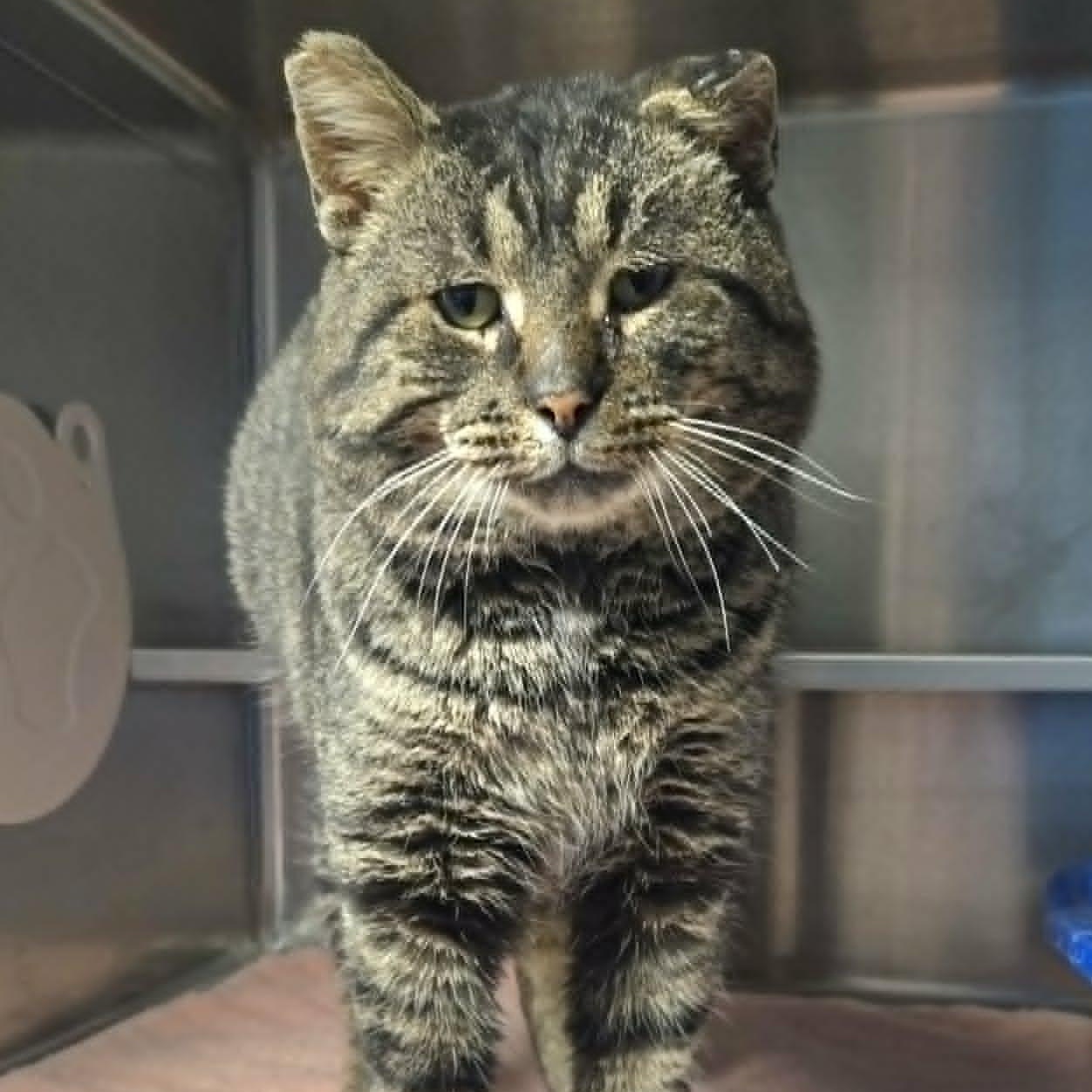 Tedward, an adoptable Domestic Short Hair in Watertown, WI image 2/4