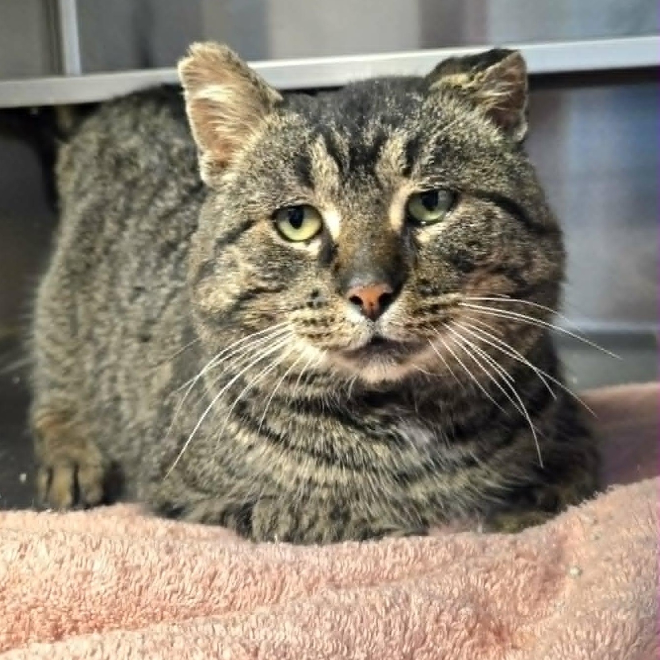 Tedward, an adoptable Domestic Short Hair in Watertown, WI image 1/4