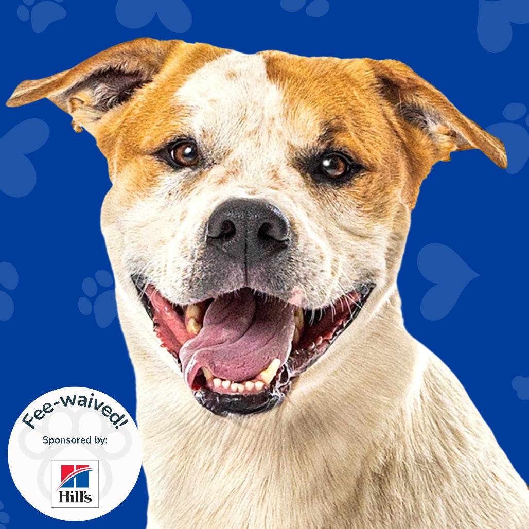 Enlarge Morgan, a Adoptable mixed breed in Reno, NV image 1/5