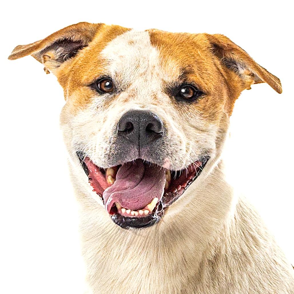 Enlarge Morgan, a Adoptable mixed breed in Reno, NV image 2/5