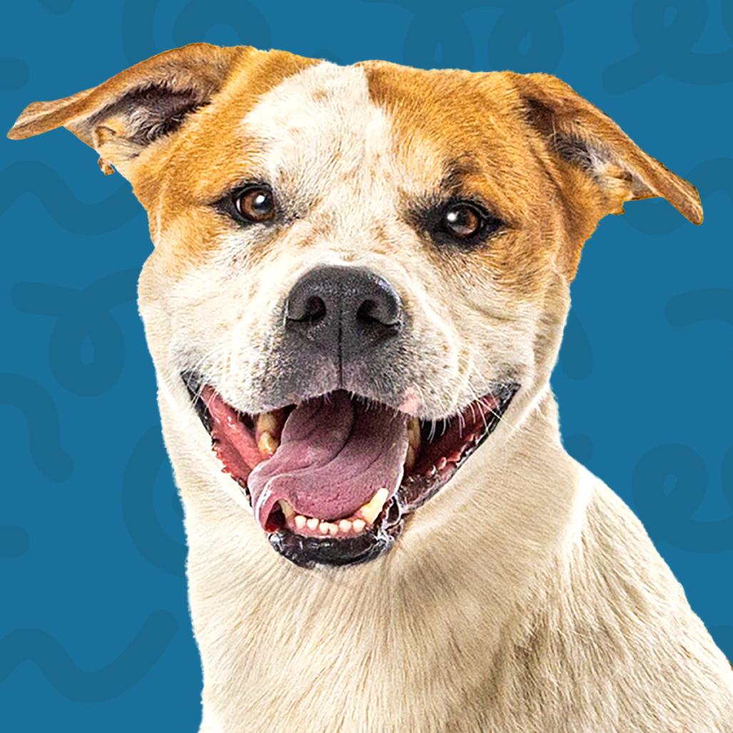 Enlarge Morgan, a Adoptable mixed breed in Reno, NV image 3/5