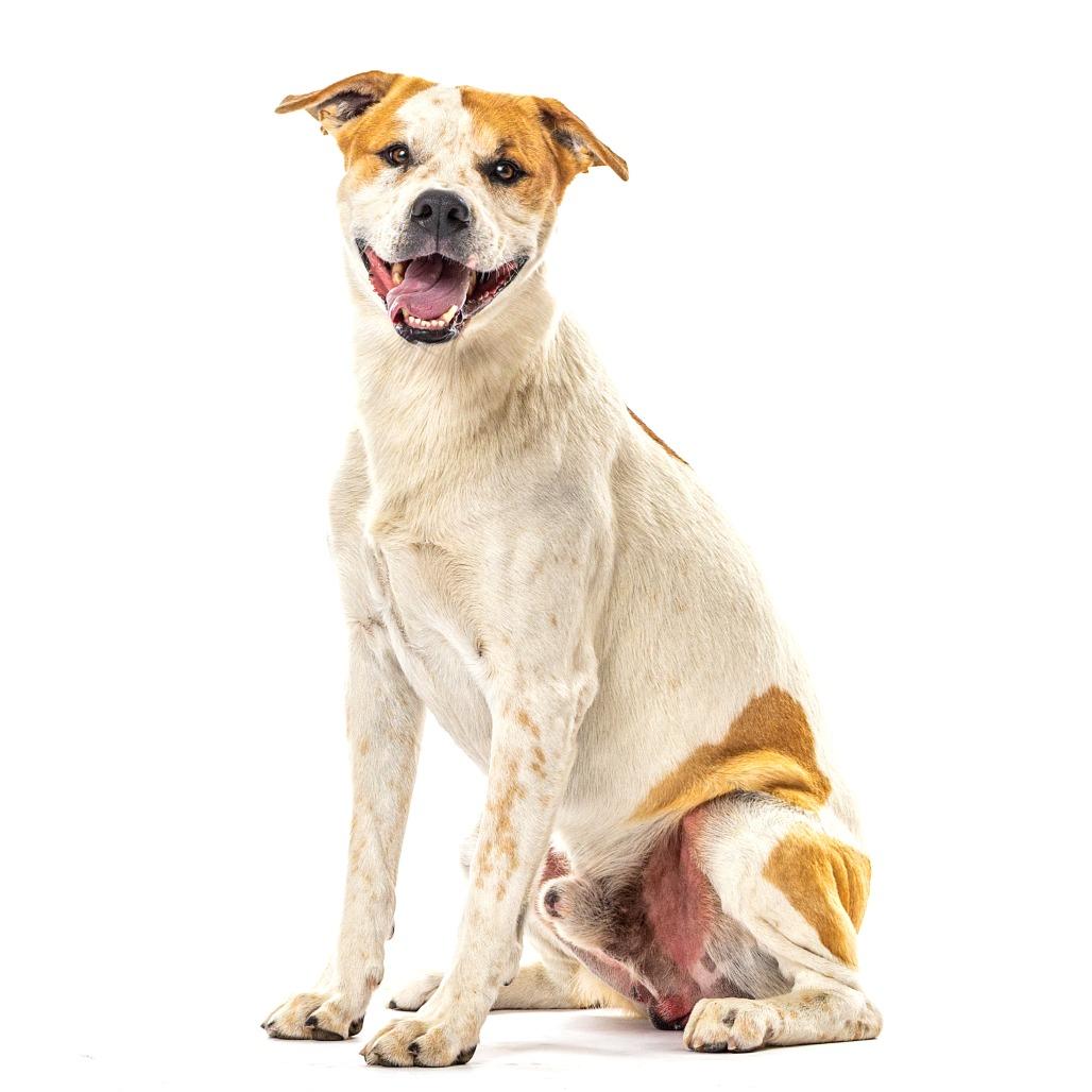 Enlarge Morgan, a Adoptable mixed breed in Reno, NV image 4/5
