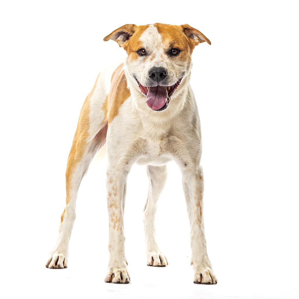 Enlarge Morgan, a Adoptable mixed breed in Reno, NV image 5/5