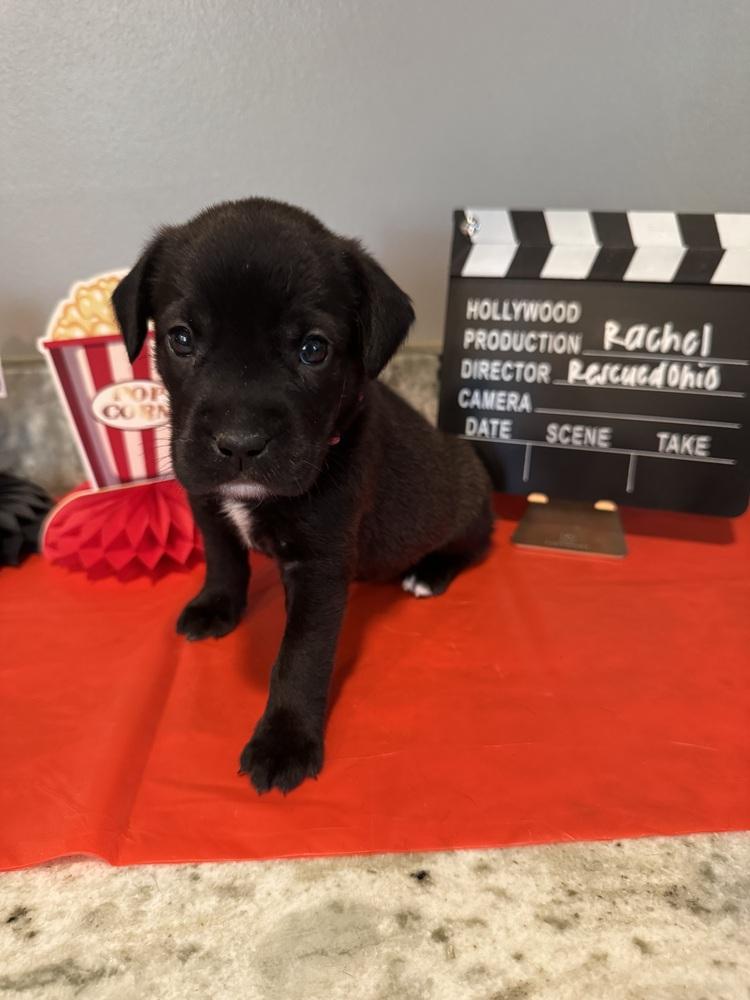 Rachel (Dynamic Duo Litter), Adoptable, Puppy Female Labrador Retriever & Shar-Pei.