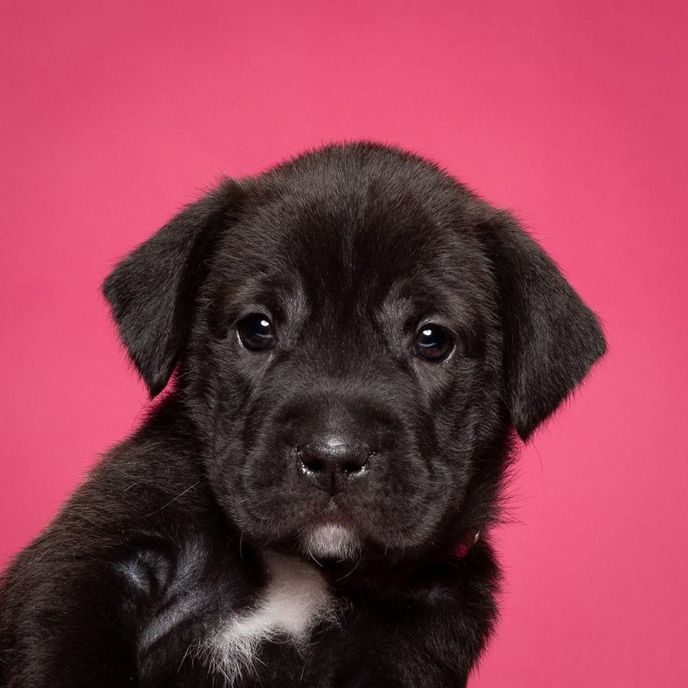 Rachel (Dynamic Duo Litter), a Adoptable mixed breed in New Albany, OH image 2/3
