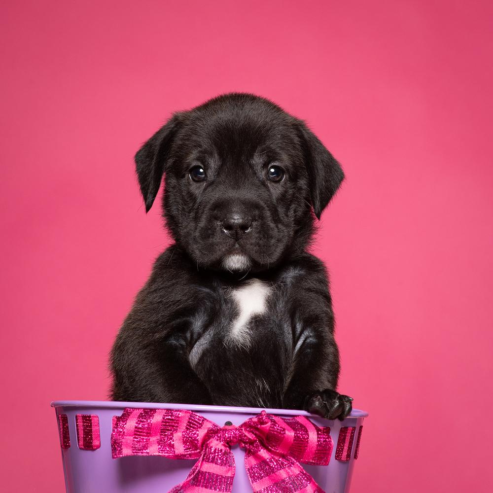 Rachel (Dynamic Duo Litter), a Adoptable mixed breed in New Albany, OH image 3/3
