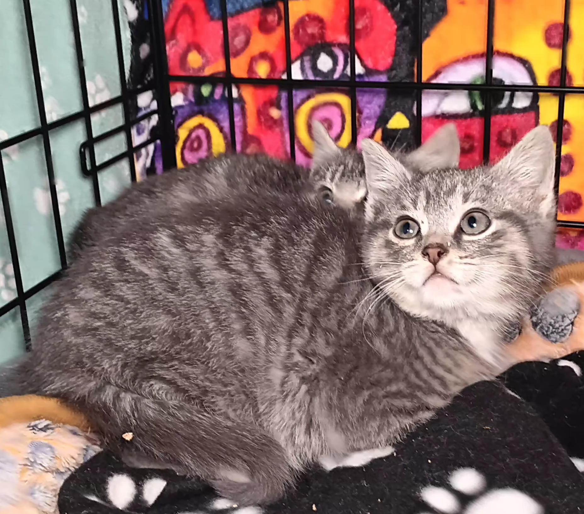 Croissant, ADOPTABLE, Kitten Female Domestic Short Hair.