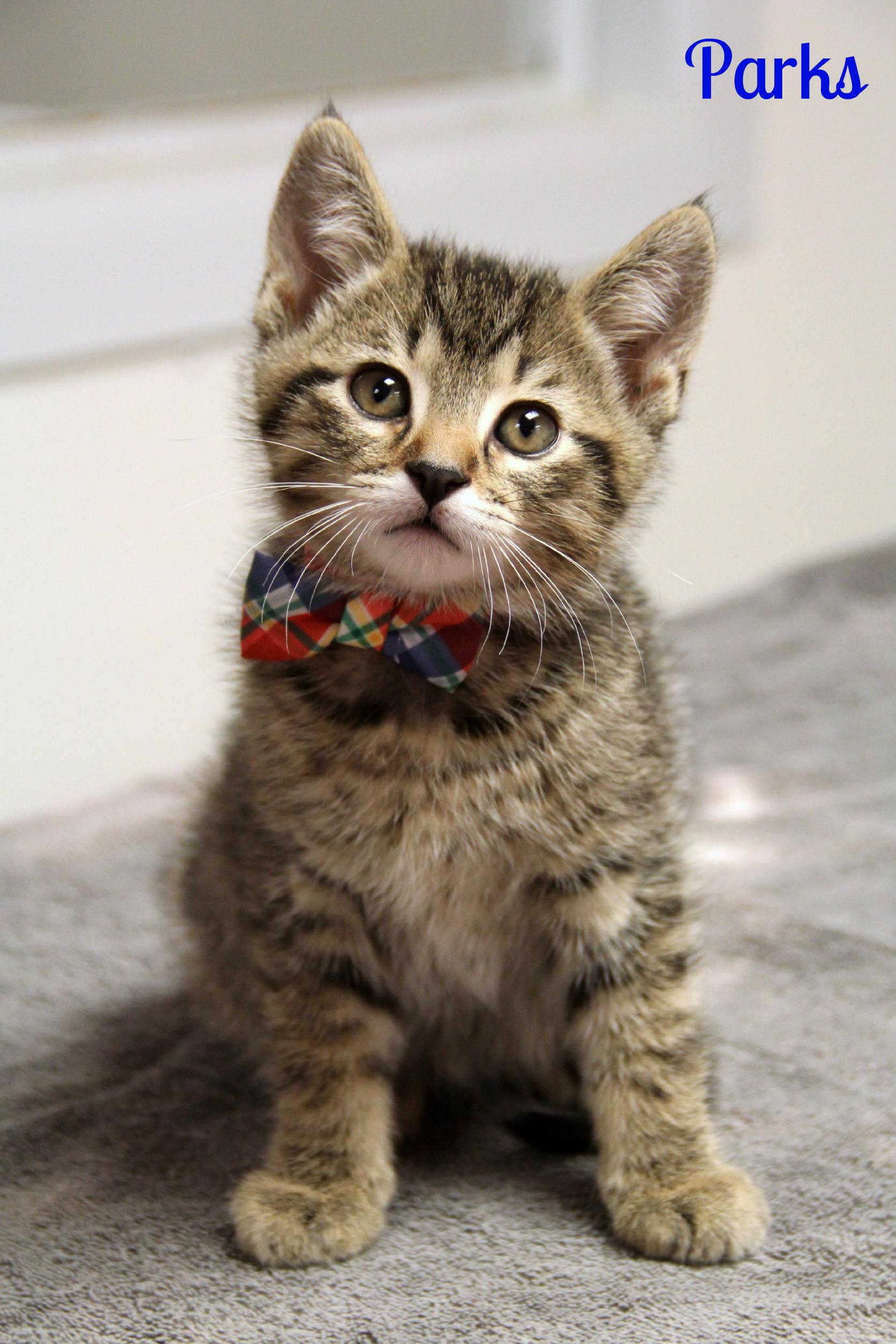 Enlarge Parks , an adopted Domestic Short Hair in Vinton, IA image 1/1