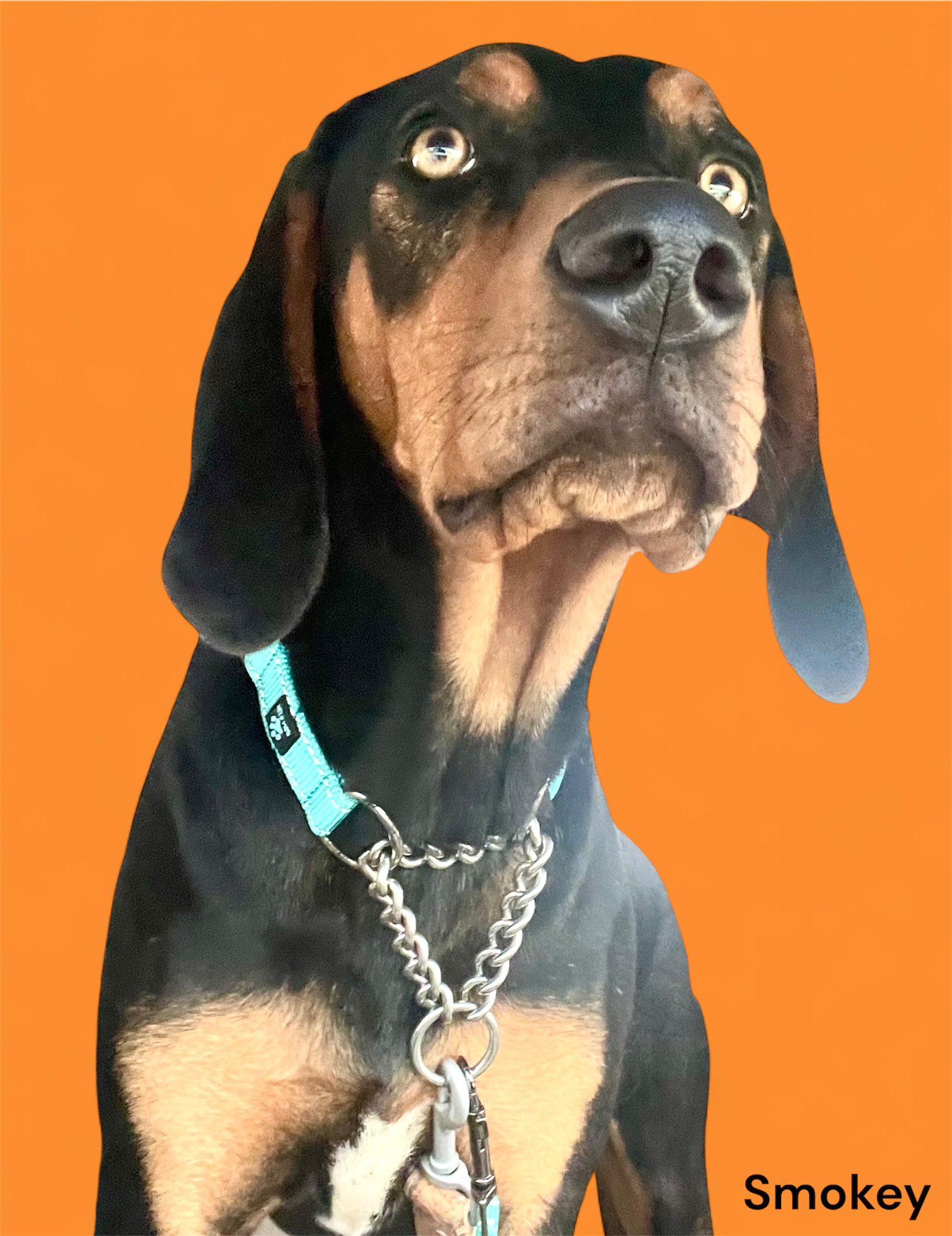 Enlarge Smokey, a Adopted Black and Tan Coonhound in Knoxville, TN image 1/2