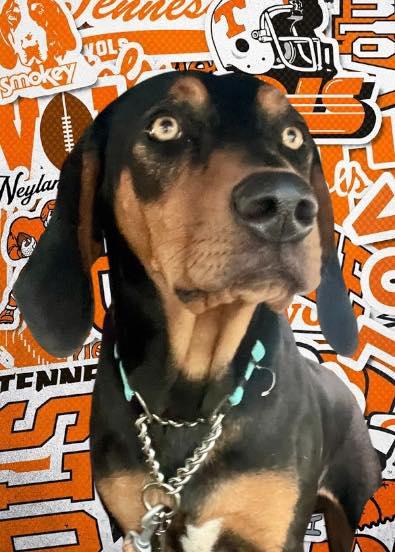 Enlarge Smokey, a Adopted Black and Tan Coonhound in Knoxville, TN image 2/2