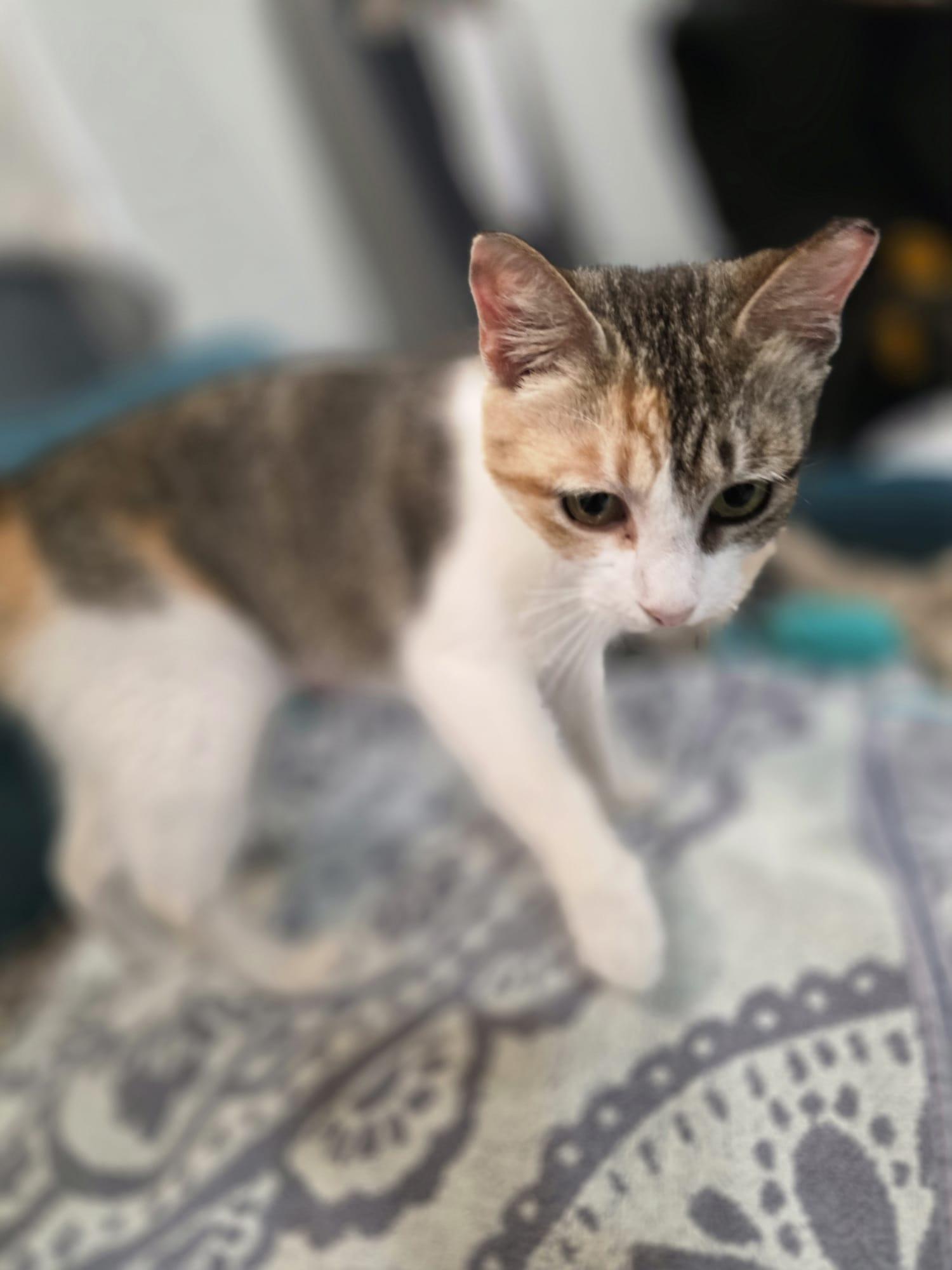 Enlarge Tanya, a Adoptable American Shorthair in Chattanooga, TN image 4/5