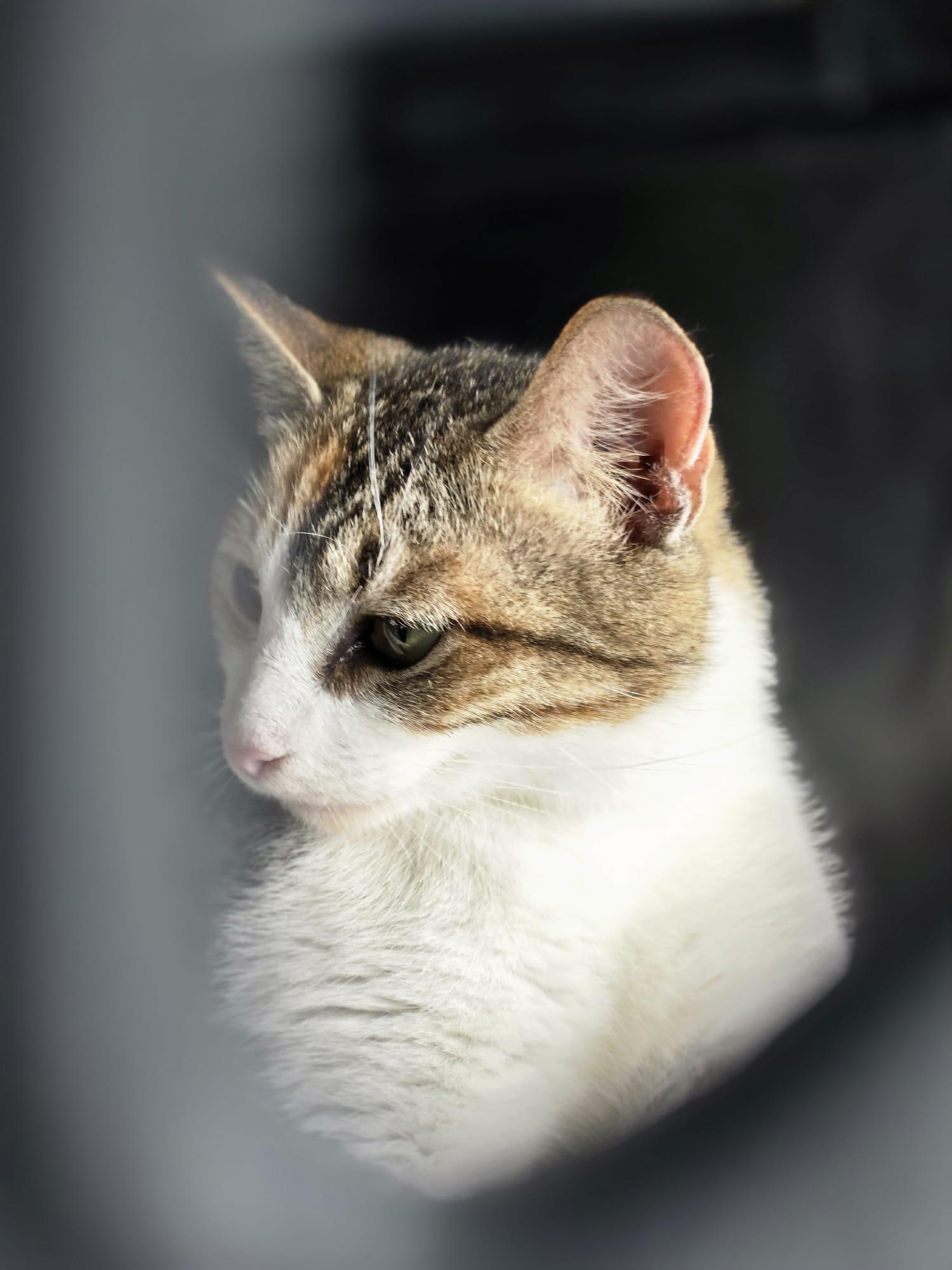 Enlarge Tanya, a Adoptable American Shorthair in Chattanooga, TN image 5/5