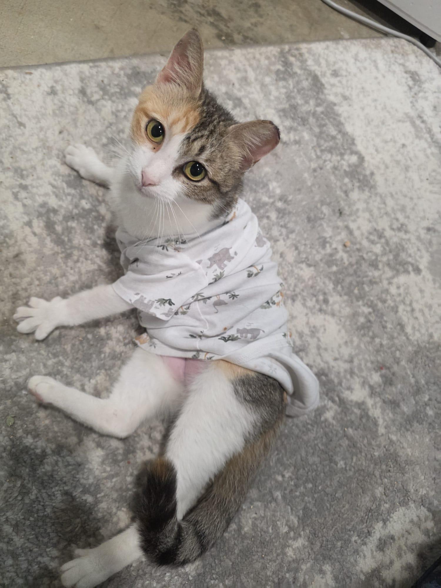 Tanya, Adoptable, Adult Female American Shorthair.