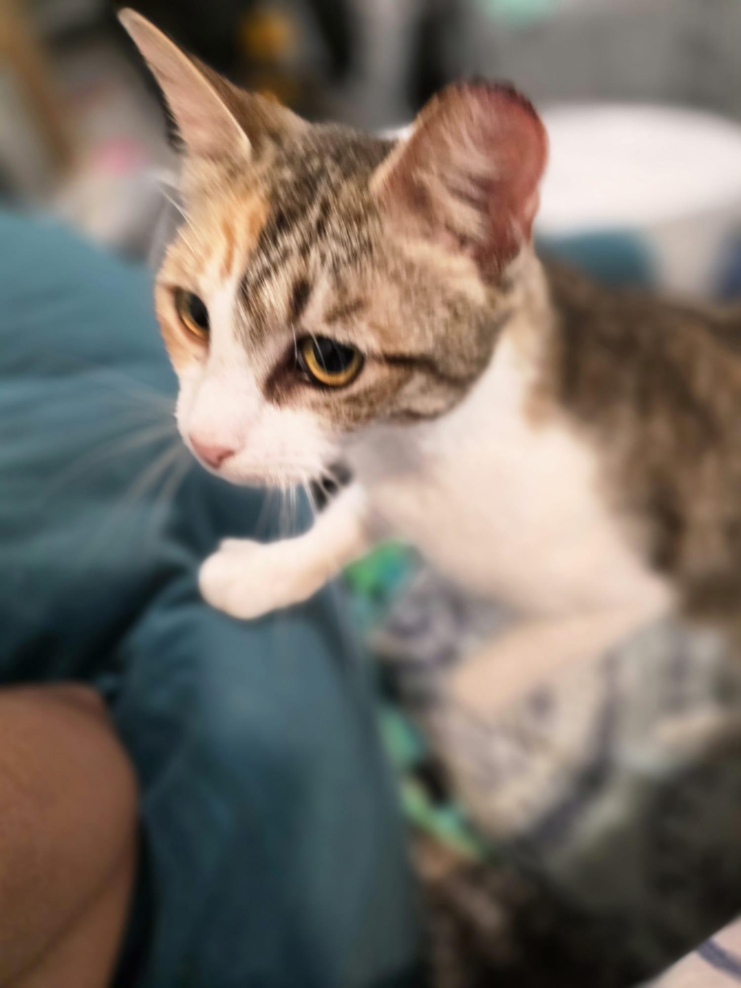 Enlarge Tanya, a Adoptable American Shorthair in Chattanooga, TN image 2/5
