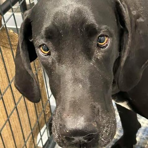 Gretta, a Adoptable Great Dane in Rocky Mount, VA image 1/3