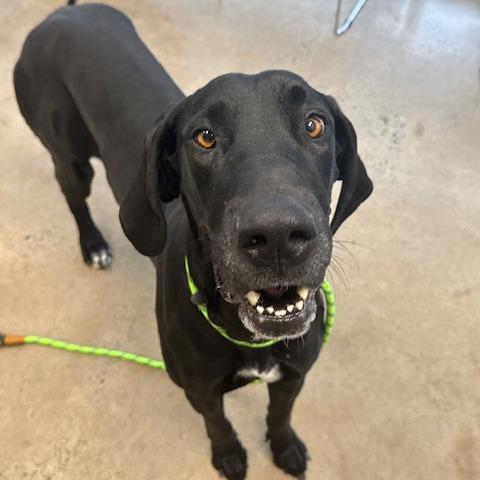 Gretta, a Adoptable Great Dane in Rocky Mount, VA image 2/3