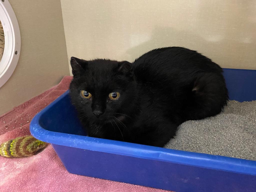 Derby, Adoptable, Adult Female Domestic Short Hair.