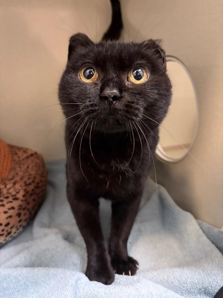 Enlarge Derby, a Adoptable mixed breed in Winnipeg, MB image 2/2