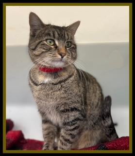 Enlarge BONJOUR, a Adoptable Domestic Short Hair in Peoria, IL image 1/1