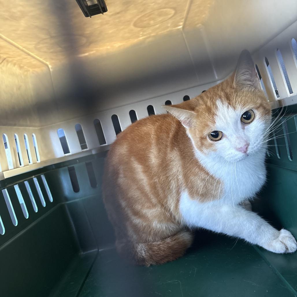 Enlarge Ceasar, a Adoptable Domestic Short Hair in Valley, AL image 1/1